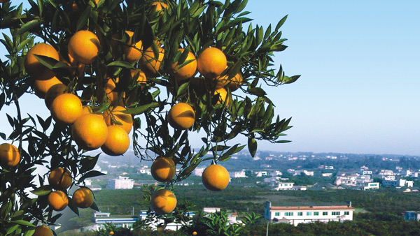 丹棱桔橙招商宣傳畫冊設計