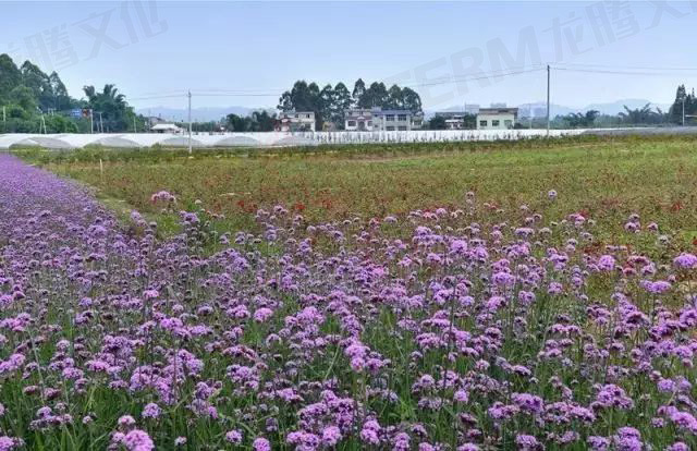 【城會(huì)玩】比鼓還要大的象棋見(jiàn)過(guò)沒(méi)？