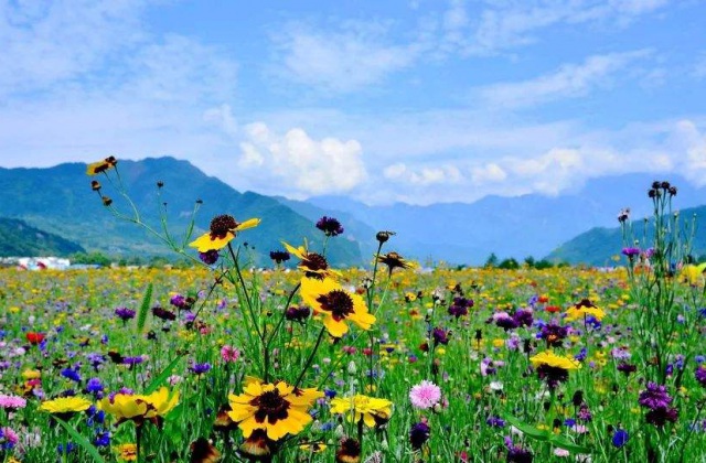 四川省阿壩藏族羌族自治州理縣發(fā)展和改革局理縣東西部扶貧協(xié)作和對口支援宣傳片