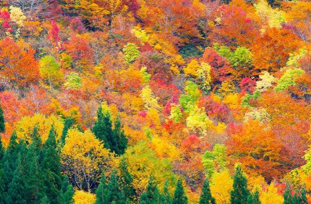 “中國(guó)竹都四川省宜賓市《植物改變中國(guó)》宜賓竹產(chǎn)業(yè)專題宣傳片