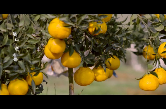 丹棱MV視頻“又見橙黃橘綠時”微視頻拍攝制作
