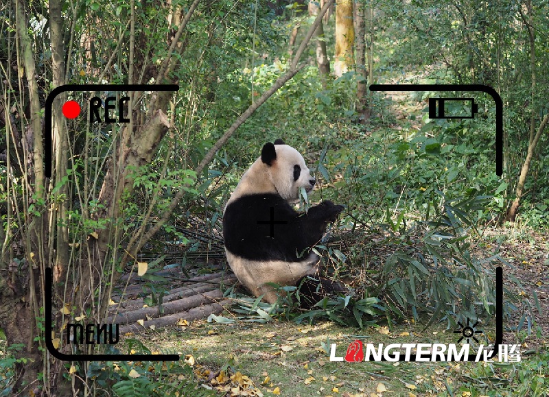 錄制成都市生物多樣性 (野生動(dòng)植物 )保護(hù)宣傳片項(xiàng)目