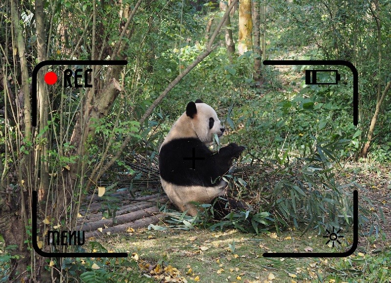 錄制成都市生物多樣性 (野生動植物 )保護宣傳片項目