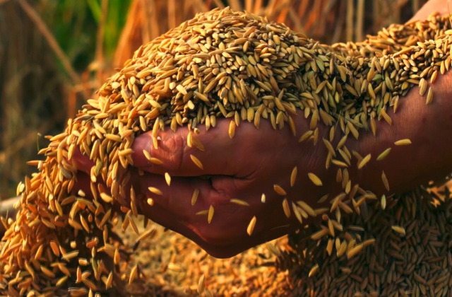 稻花香里說豐年